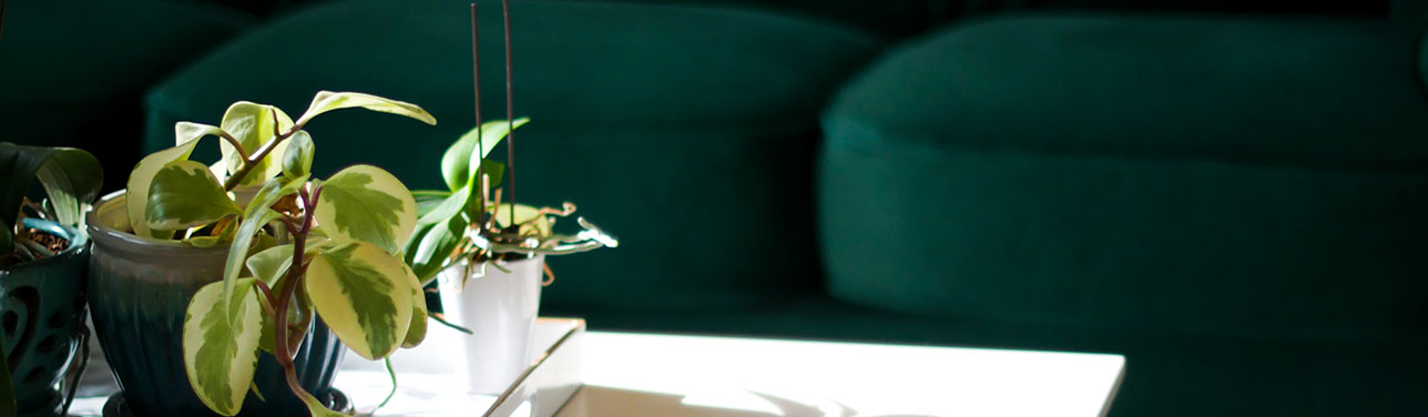 Living room with green couch, white table, and tray with plants.